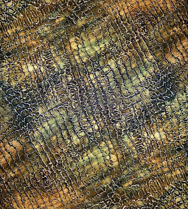 Adicolor DECORDEK